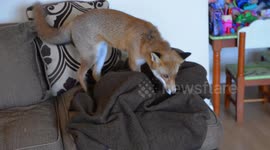Mum-of-two has pet fox that she lets play with her young children