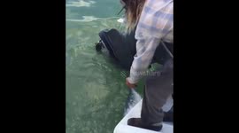 Hand feeding a bull Shark at my dock #Shark #Feeding #TwoConchs https://t.co/gRc64EfsIvg
