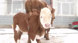 Bull born with extra leg on his back