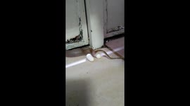 Brown house snake lays eggs during relocation
