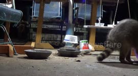 Raccoon vs cup.... If I stick my head all the way in I will find my reward!
