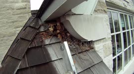 Mother Squirrel Protects Her Young