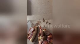 Newsflare Edit - Trying to eat pizza in peace but being judged from above