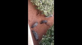 Javelinas fighting over chips and salsa in Sedona Az!!!