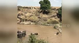 Newsflare Edit - Tough crossing point for wildebeests