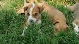 cute dog puppy  1