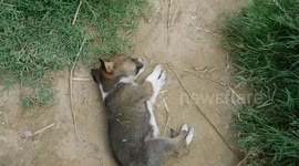 cute dog puppy 2