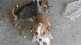 cute dog puppy  3