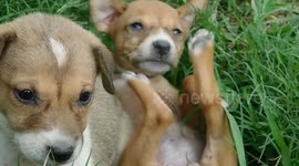 Cute stray puppies filmed laying around in eastern India