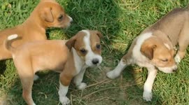 cute dog puppy  5