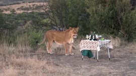 Lioness joins guests for sundowner drinks
