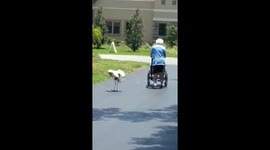 'Birds and old people - welcome to Florida'