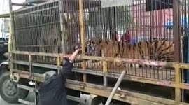 Circus tiger bites man's hand