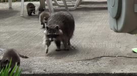 Mother raccoon struggles to contain her curious babies