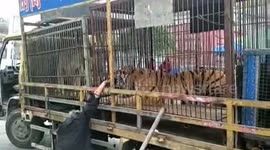 Circus tiger bites man's hand