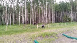 Good samaritan confronts moose mother to rescue calf stuck in fence