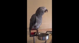 An African Grey parrot says he's a cat.