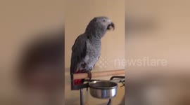 Newsflare Edit - An African Grey parrot says he's a cat.