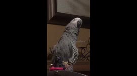 Parrot having a fit of laughter.