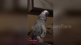 Newsflare Edit - Parrot having a fit of laughter.