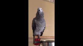 A parrot knows what he likes.