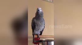 Newsflare Edit - A parrot knows what he likes.