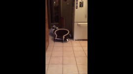 When the dog decides he's moving out.