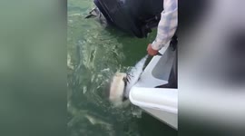 Fearless man nearly gets bitten when he handfeeds huge bull shark