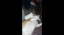 Cat licks clean dog