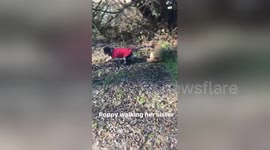 Newsflare Edit - Two cocker spaniels take each other for a walk