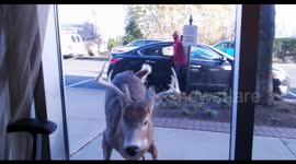 Stray deer headbutts shop window in New Jersey