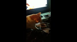 Dog wins cat in fight