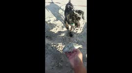 Weiner dog training to be a