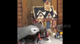 Parrot wreaks havoc in Christmas village
