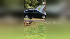 'It's Turkey time' - Man films turkeys walking across street on Thanksgiving