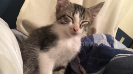 Sleepy kitten opens his eyes right when song says close your eyes