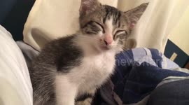 Newsflare Edit - Sleepy kitten opens his eyes right when song says close your eyes