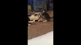 Kitten gets slammed while playing with cat