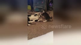 Newsflare Edit - Kitten gets slammed while playing with cat