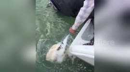 Fearless man nearly gets bitten when he handfeeds huge bull shark