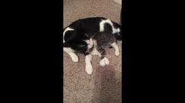 Cat giving kitten a bath