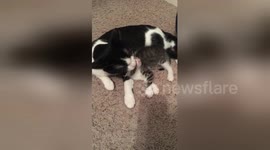 Newsflare Edit - Cat giving kitten a bath