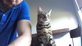 Bengal Cat Has Real Talk With Dad
