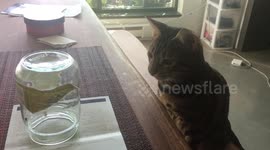 Bengal Cat Faces a  Fly Caught In A Jar