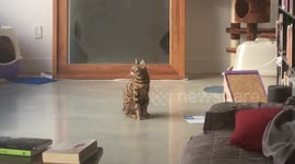 Bengal Cat is Surprised by Her Own Tail