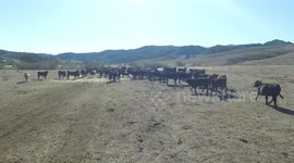 Watch how cows are scared of this flying drone