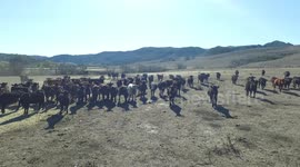 How To Herd Cattle with Drone