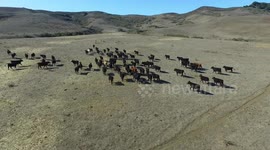 Are Cows and Drones are good friends?