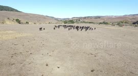 Drones... An Innovative Way to Herd The Cattle...
