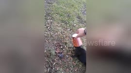 Good Samaritan helps out squirrel with coffee cup stuck on its head